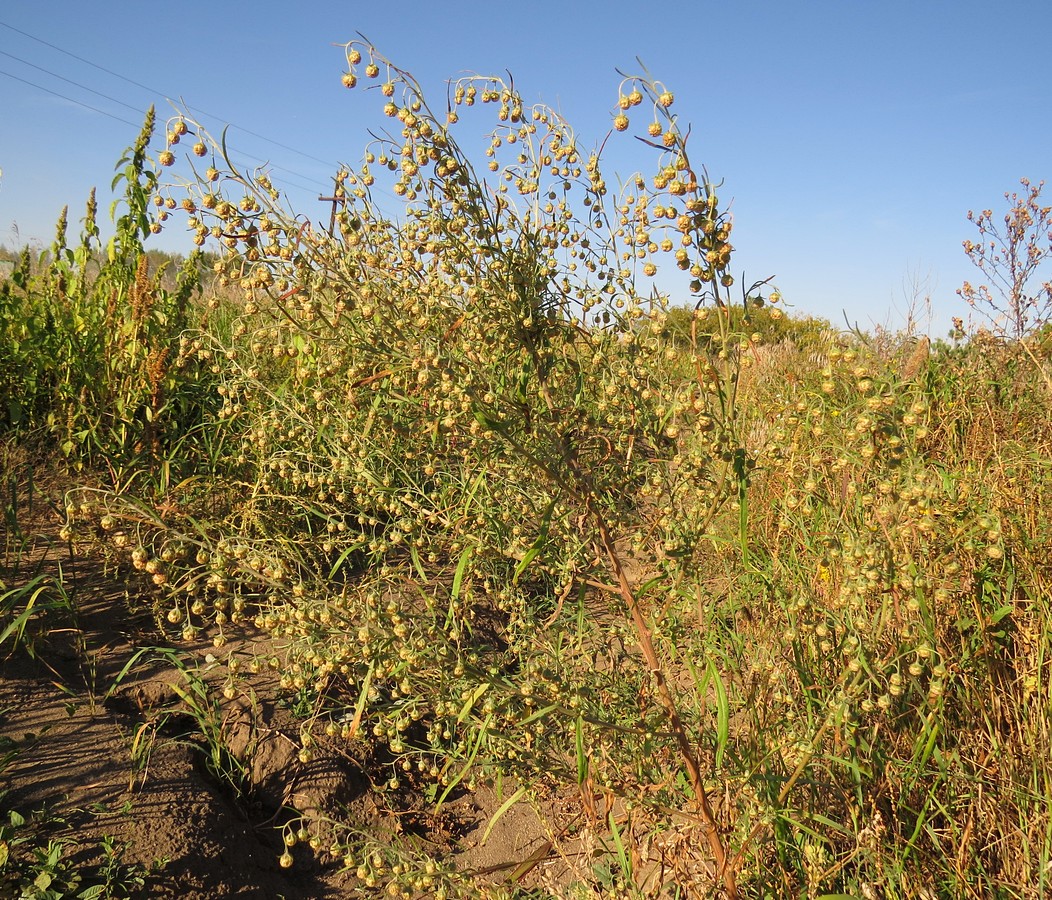 Image of Artemisia sieversiana specimen.