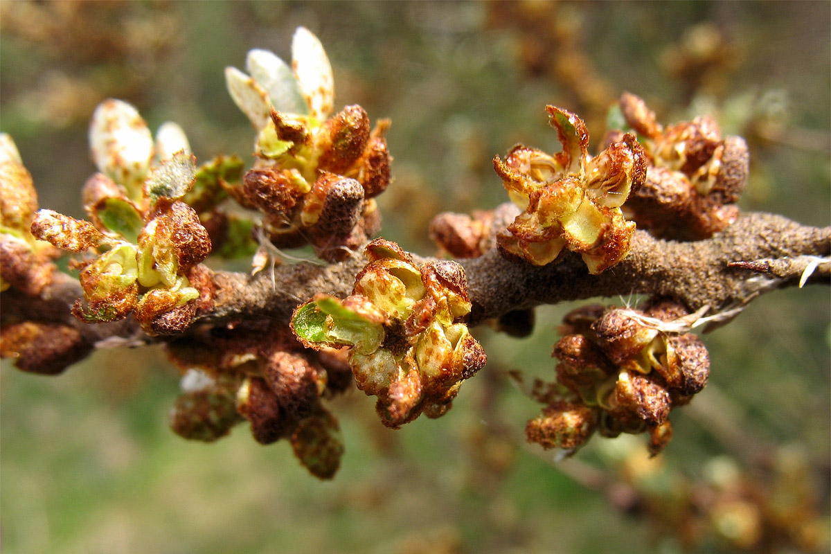 Изображение особи Hippophae rhamnoides.