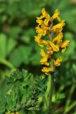 Corydalis gortschakovii. Соцветие. Казахстан, Тянь-Шань, хр. Заилийский Алатау, Малое Алмаатинское ущ. в р-не гляц. станции Т1, на обочине дороги, ≈ 3300 м н.у.м. 30.08.2016.