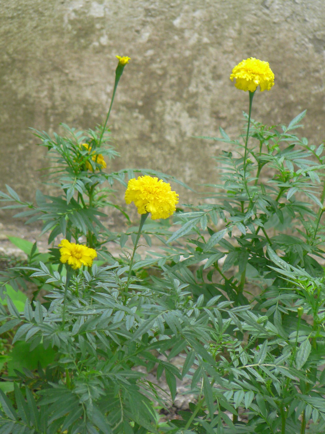 Image of Tagetes erecta specimen.