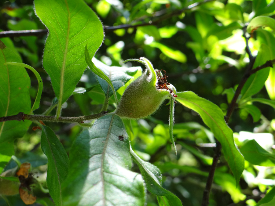 Image of Mespilus germanica specimen.