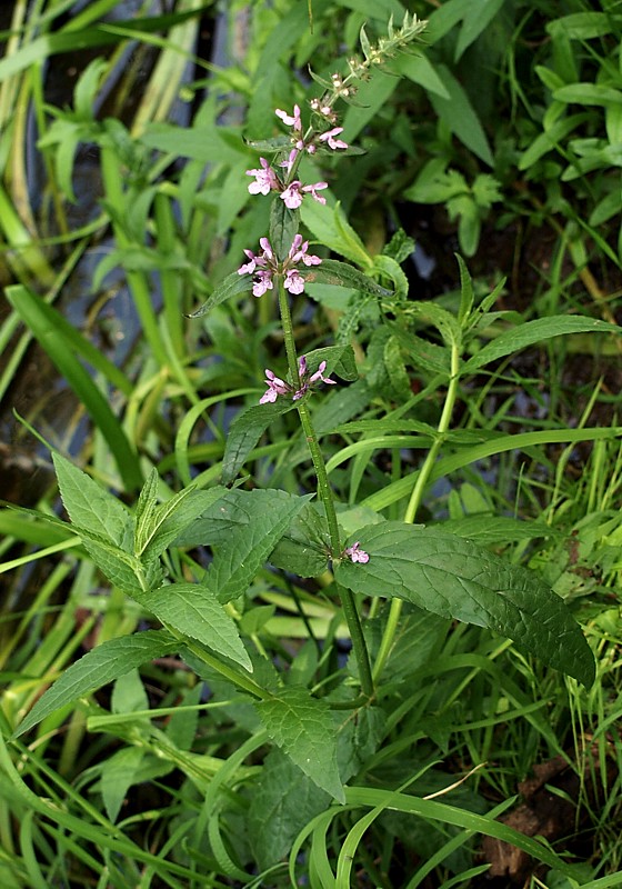 Изображение особи Stachys palustris.