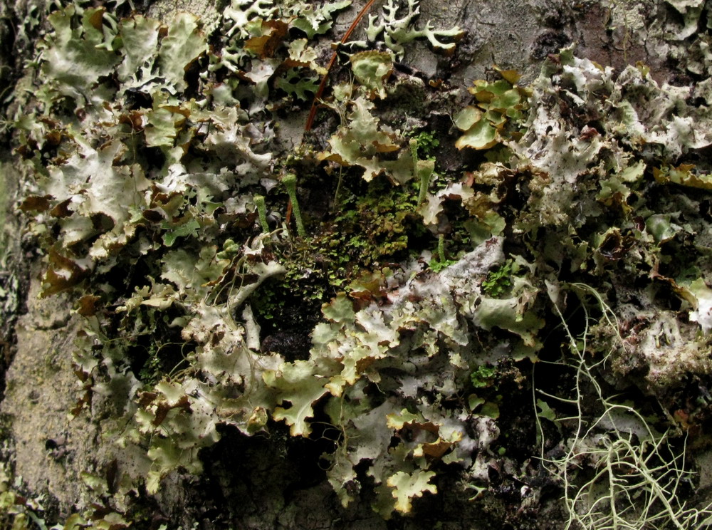 Image of Platismatia glauca specimen.