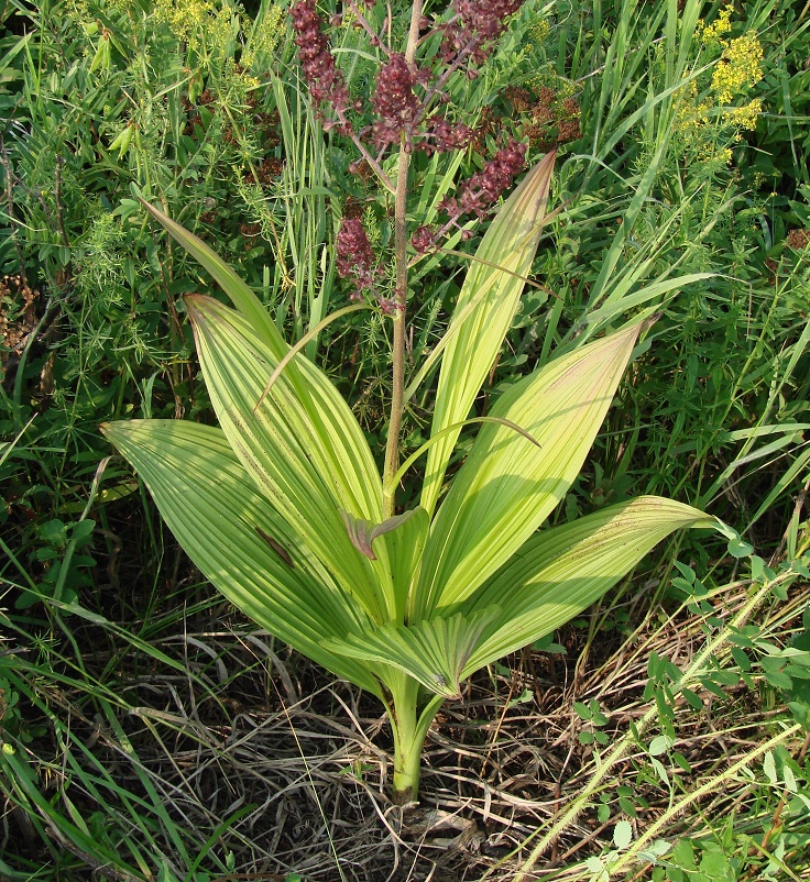 Image of Veratrum nigrum specimen.