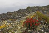 Rhodiola quadrifida. Плодоносящее растение. Восточный Саян, хр. Большой Саян, басс. р. Тисса, р. Хараганта, щебнистый гребень с элементами тундровой растительности. 23.07.2015.