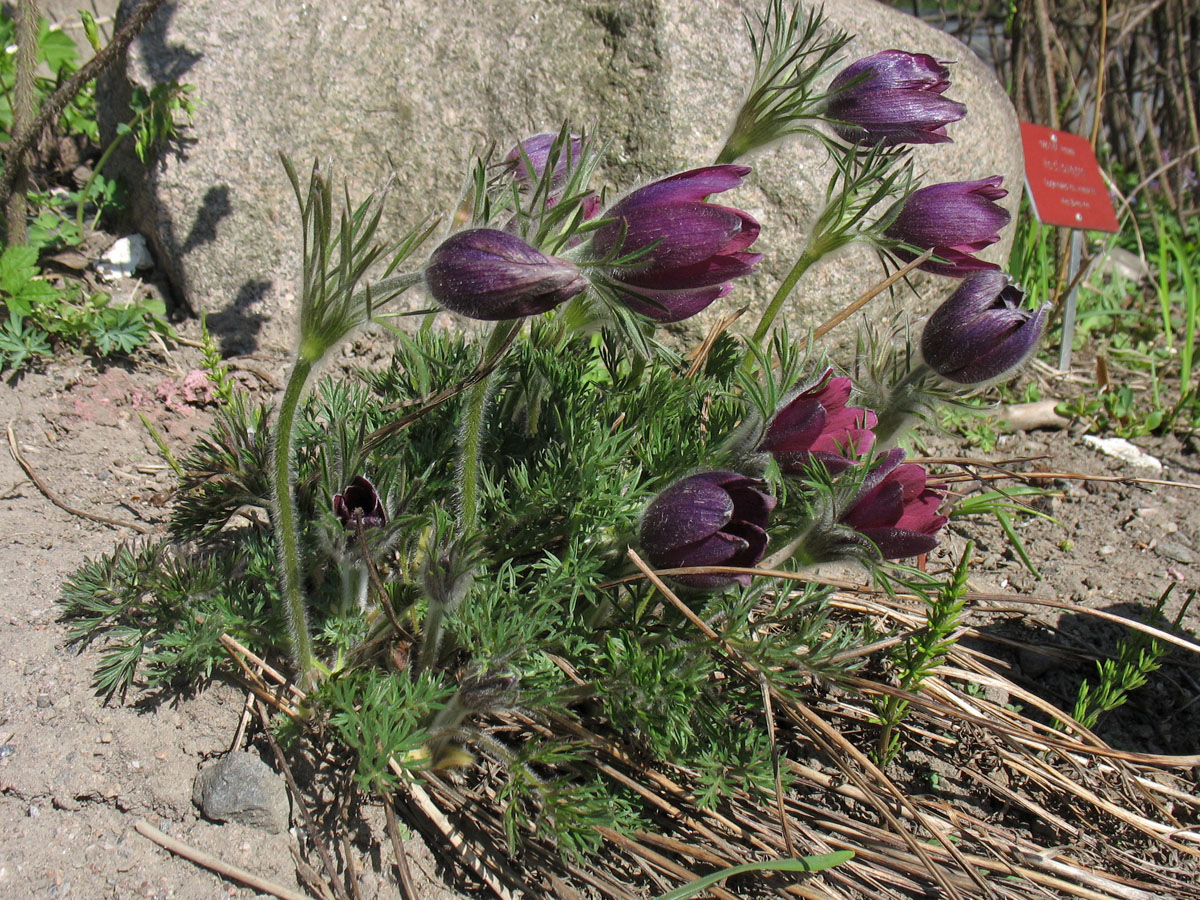 Изображение особи Pulsatilla vulgaris.