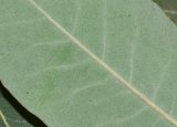 Syncarpia glomulifera