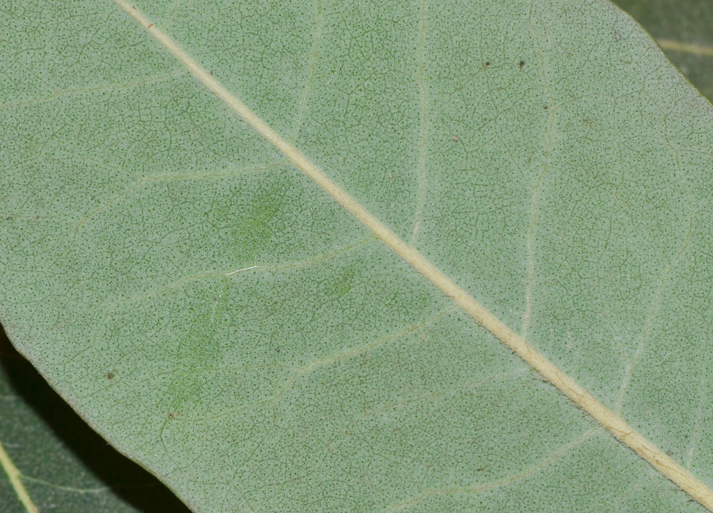 Image of Syncarpia glomulifera specimen.