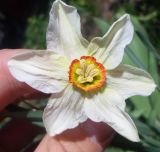 Narcissus poeticus. Цветок. Тверская обл., Весьегонск, в культуре. 8 мая 2015 г.