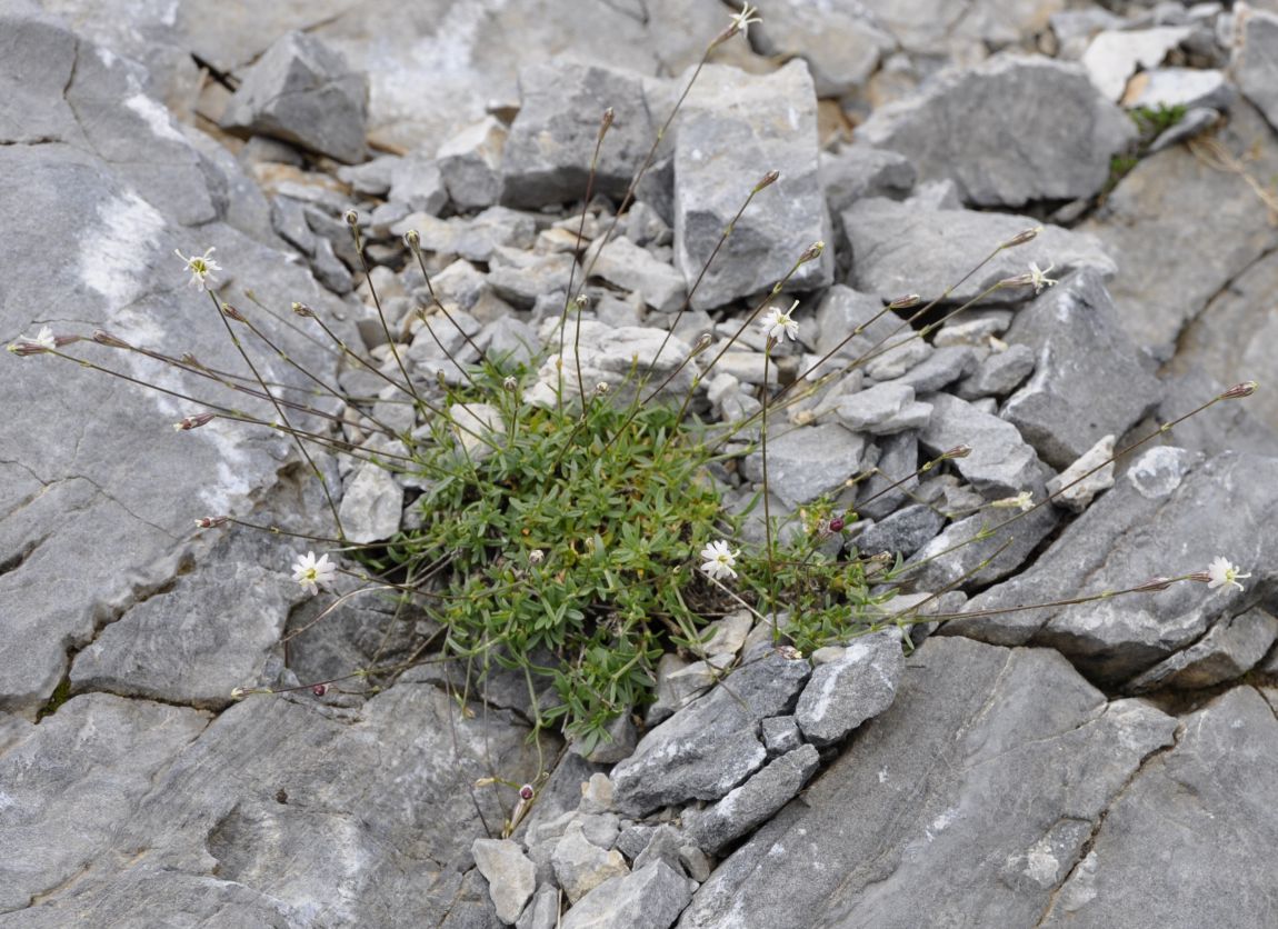 Image of Silene parnassica specimen.