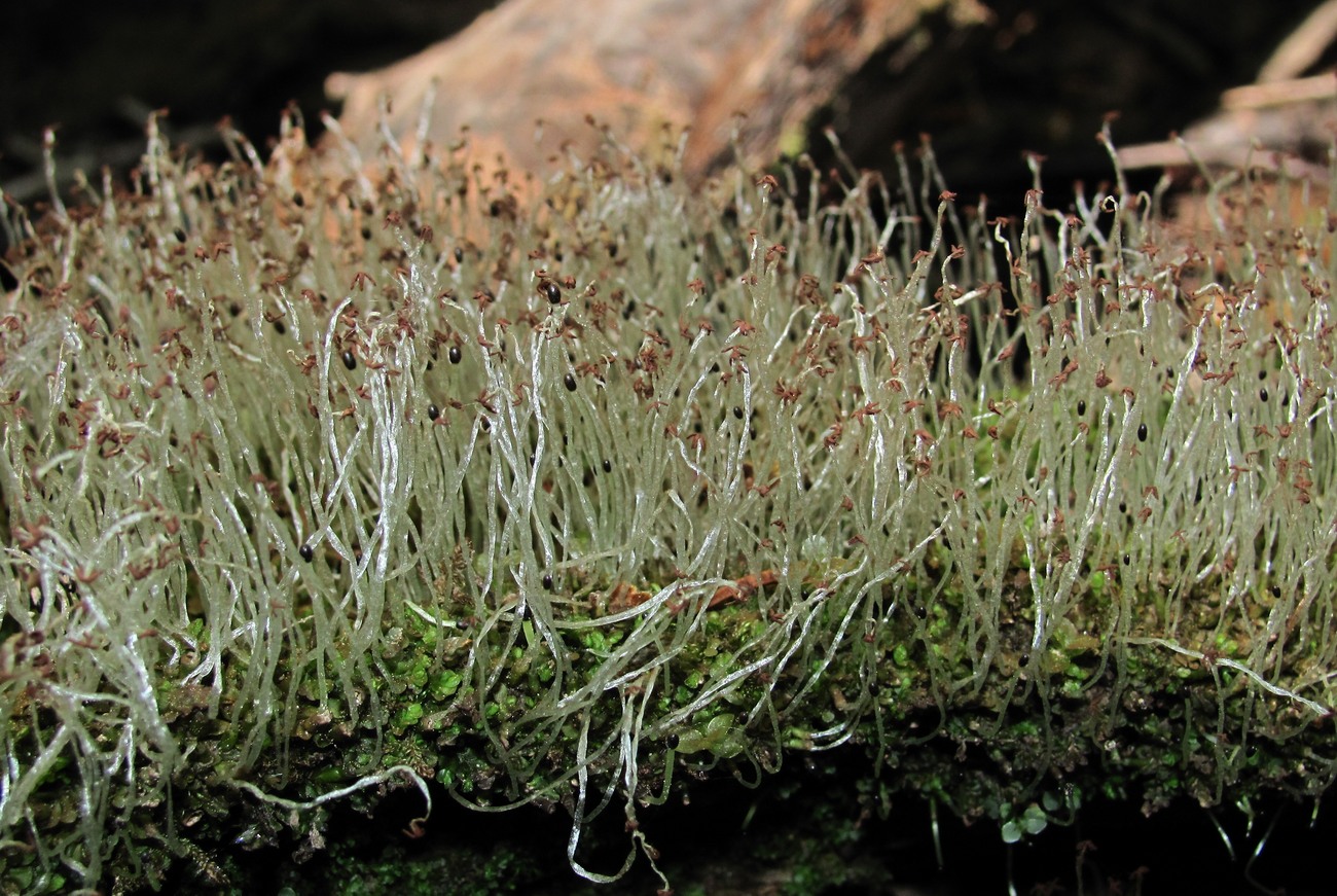 Image of division Marchantiophyta specimen.