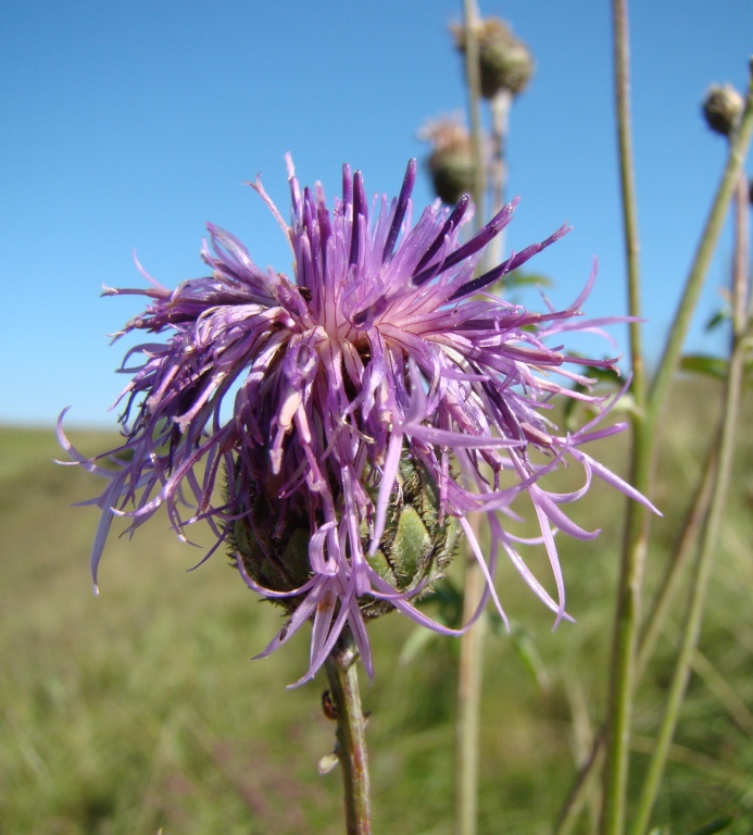 Изображение особи Centaurea scabiosa.