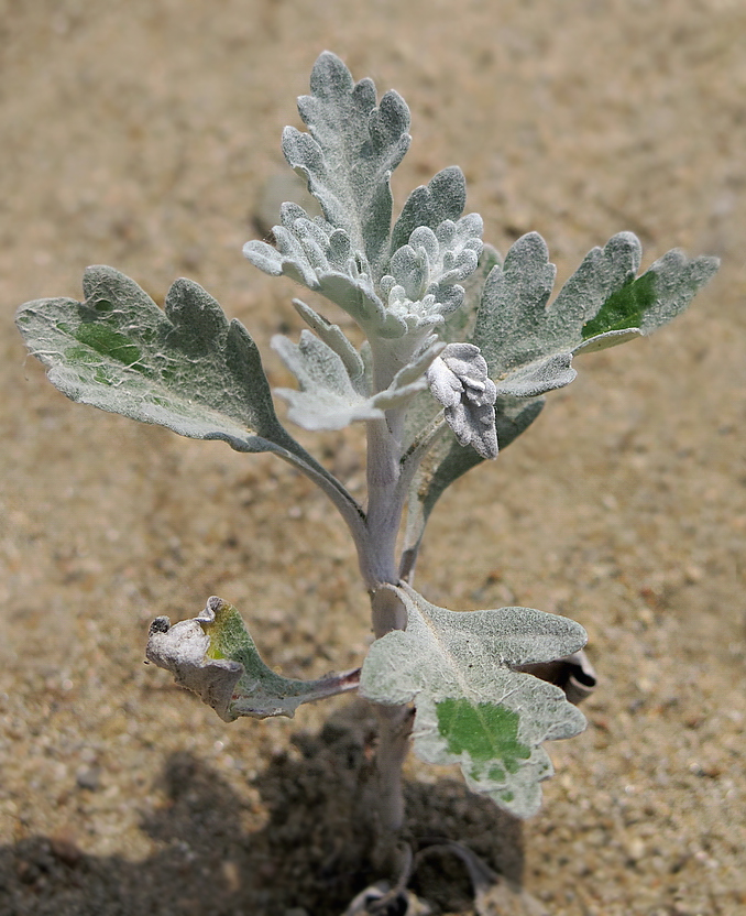 Image of Artemisia stelleriana specimen.