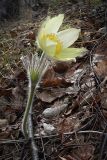 Pulsatilla uralensis. Цветущее растение. Свердловская обл., Шалинский р-н, левый берег р. Чусовая, камень Виннокуренный, открытый крутой склон. 28.04.2012.