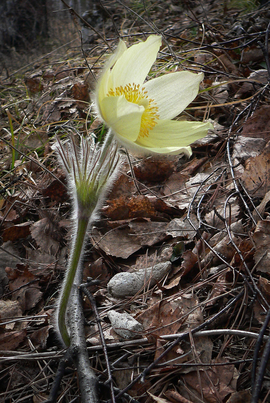 Изображение особи Pulsatilla uralensis.