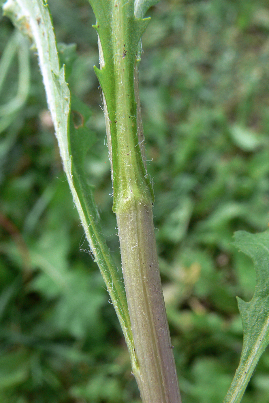 Изображение особи Senecio vulgaris.