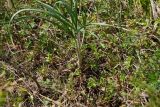 Allium montanostepposum