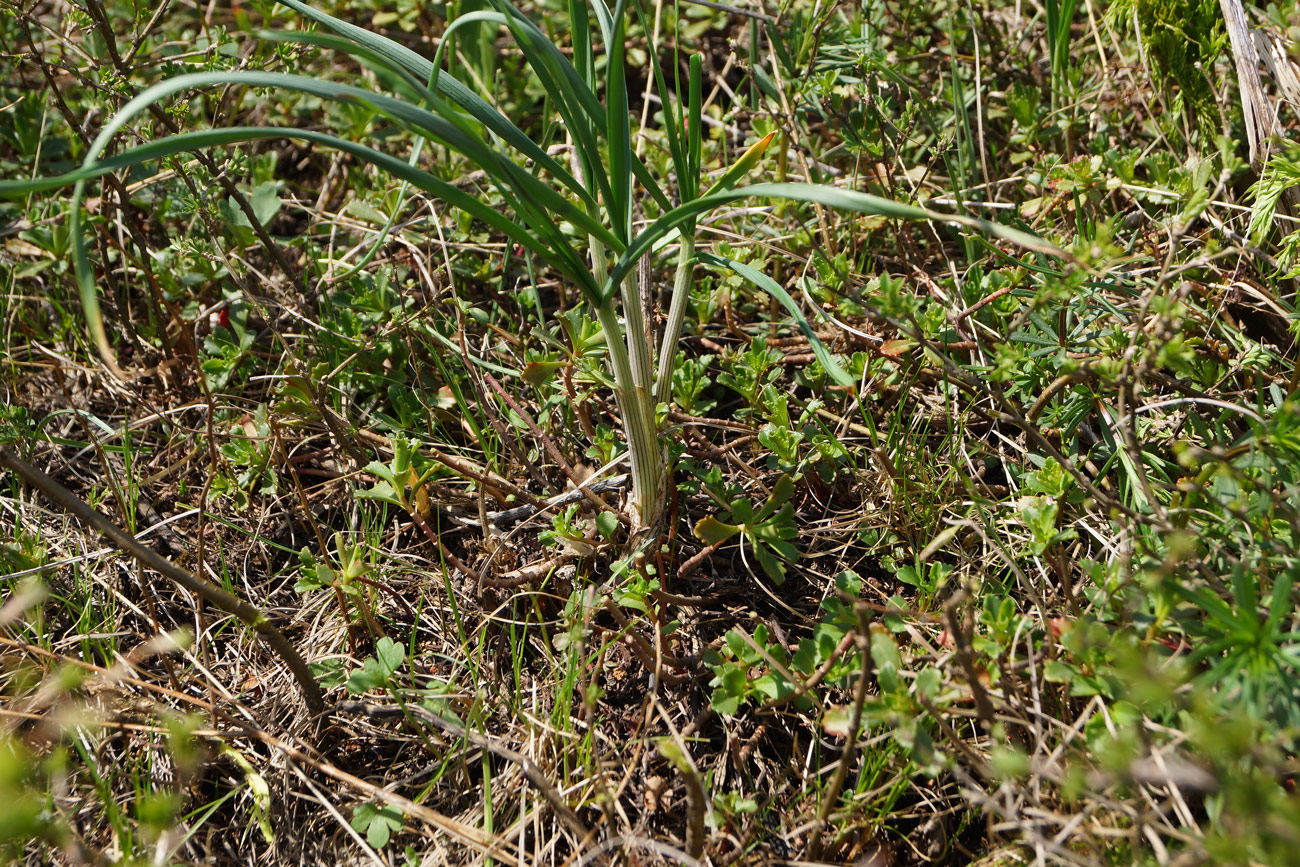 Изображение особи Allium montanostepposum.