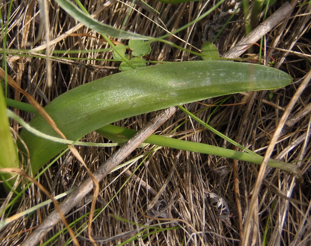 Изображение особи Anacamptis morio ssp. caucasica.