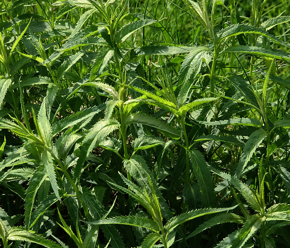 Image of Veronica longifolia specimen.