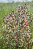 Onosma polychroma