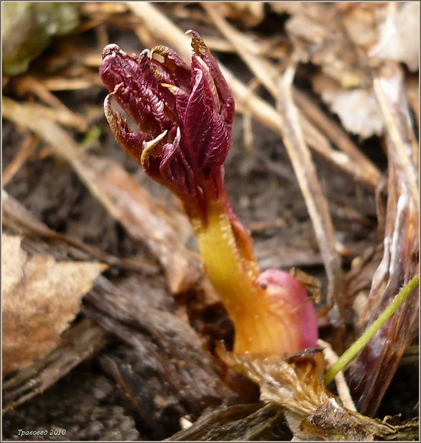 Image of Angelica sylvestris specimen.