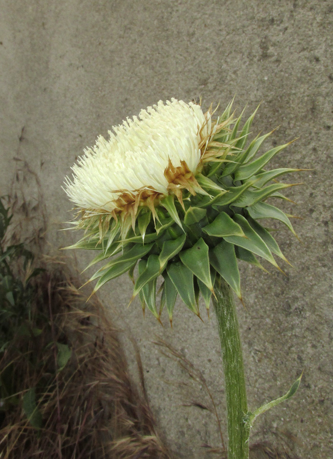 Image of Carduus thoermeri specimen.