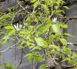 Magnolia acuminata