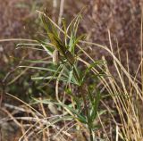 Fritillaria verticillata