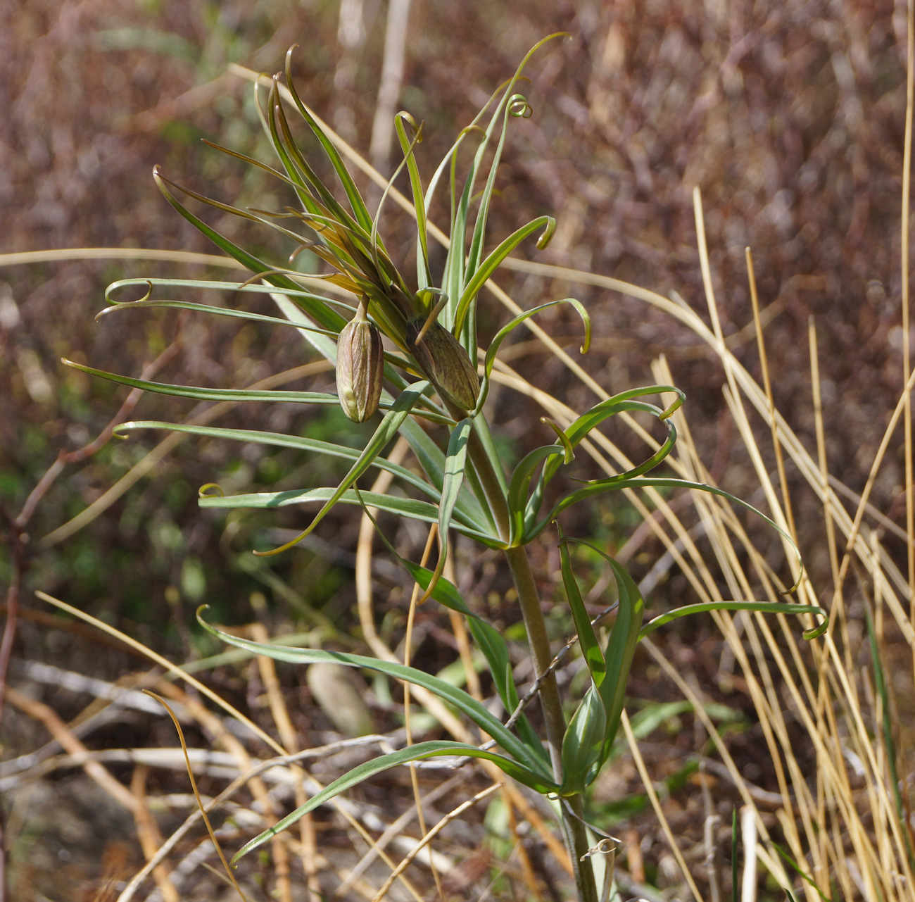 Image of Fritillaria verticillata specimen.