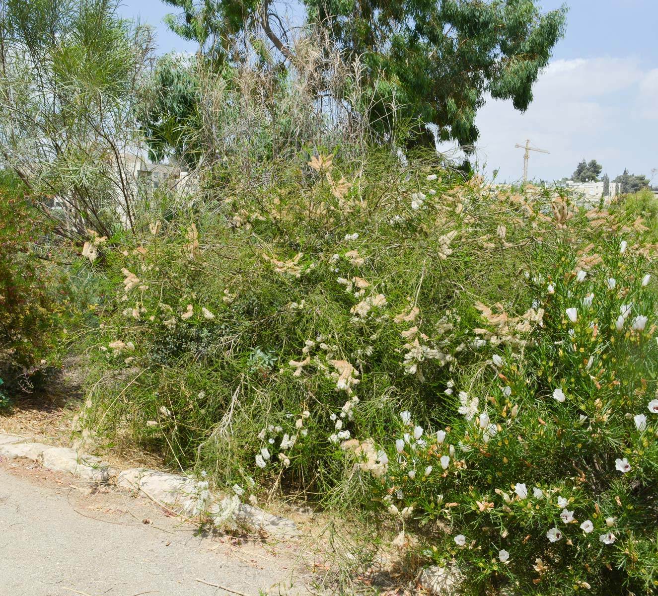 Image of Melaleuca huegelii specimen.