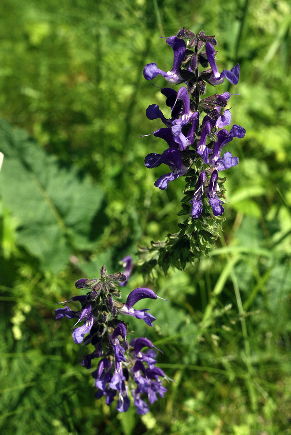 Изображение особи Salvia pratensis.