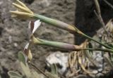 Dianthus xylorrhizus. Цветки (вид сбоку). Греция, о-в Крит, ном Ханья (Νομός Χανίων), дим Киссамос (Κίσσαμος), в расщелине известняковой скалы; locus classicus. 20 июня 2017 г.