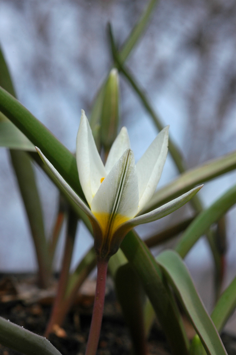 Изображение особи Tulipa kolbintsevii.