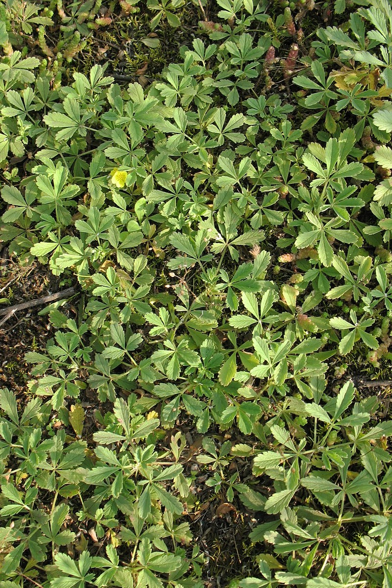 Изображение особи Potentilla incana.