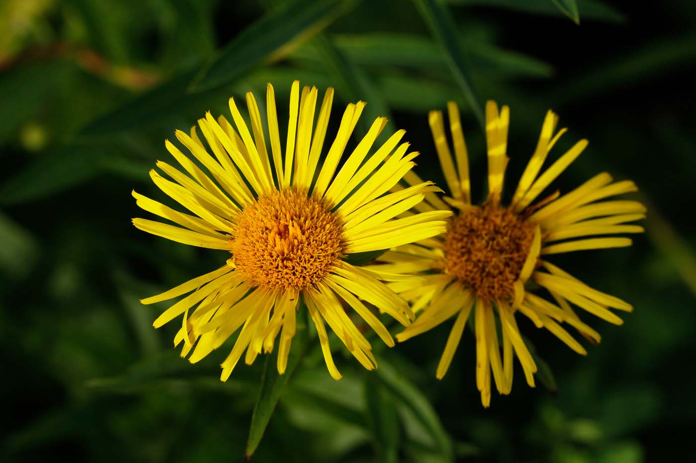 Image of Inula salicina specimen.