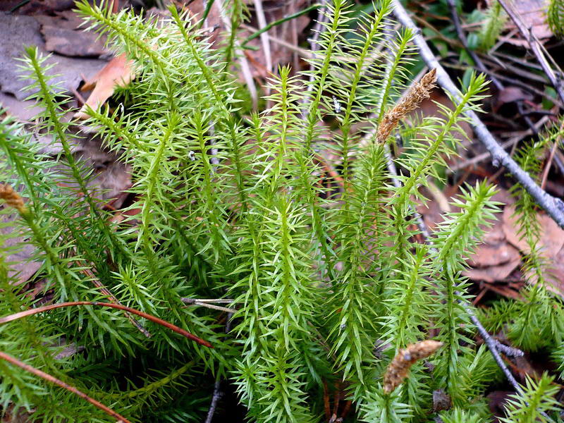 Image of Lycopodium annotinum specimen.