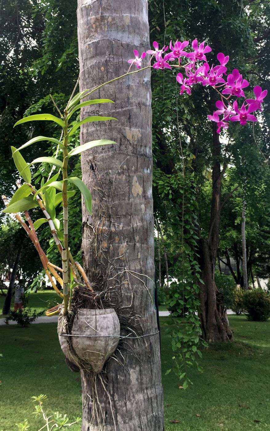 Изображение особи Dendrobium bigibbum.