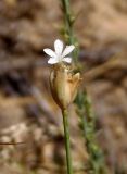 Petrorhagia prolifera