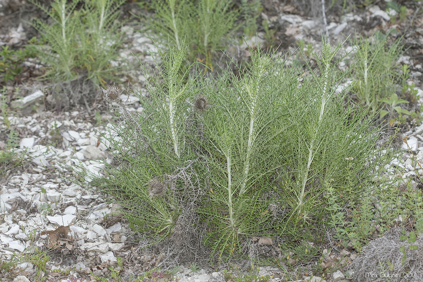 Image of Lamyra echinocephala specimen.