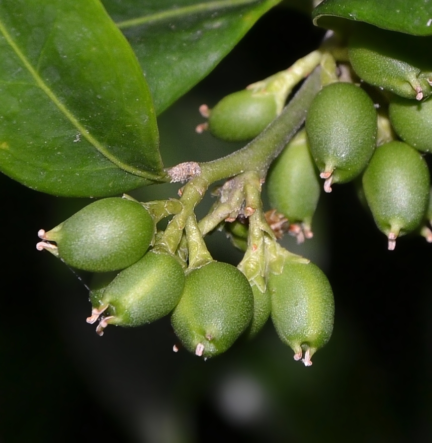 Image of Sarcococca hookeriana var. digyna specimen.