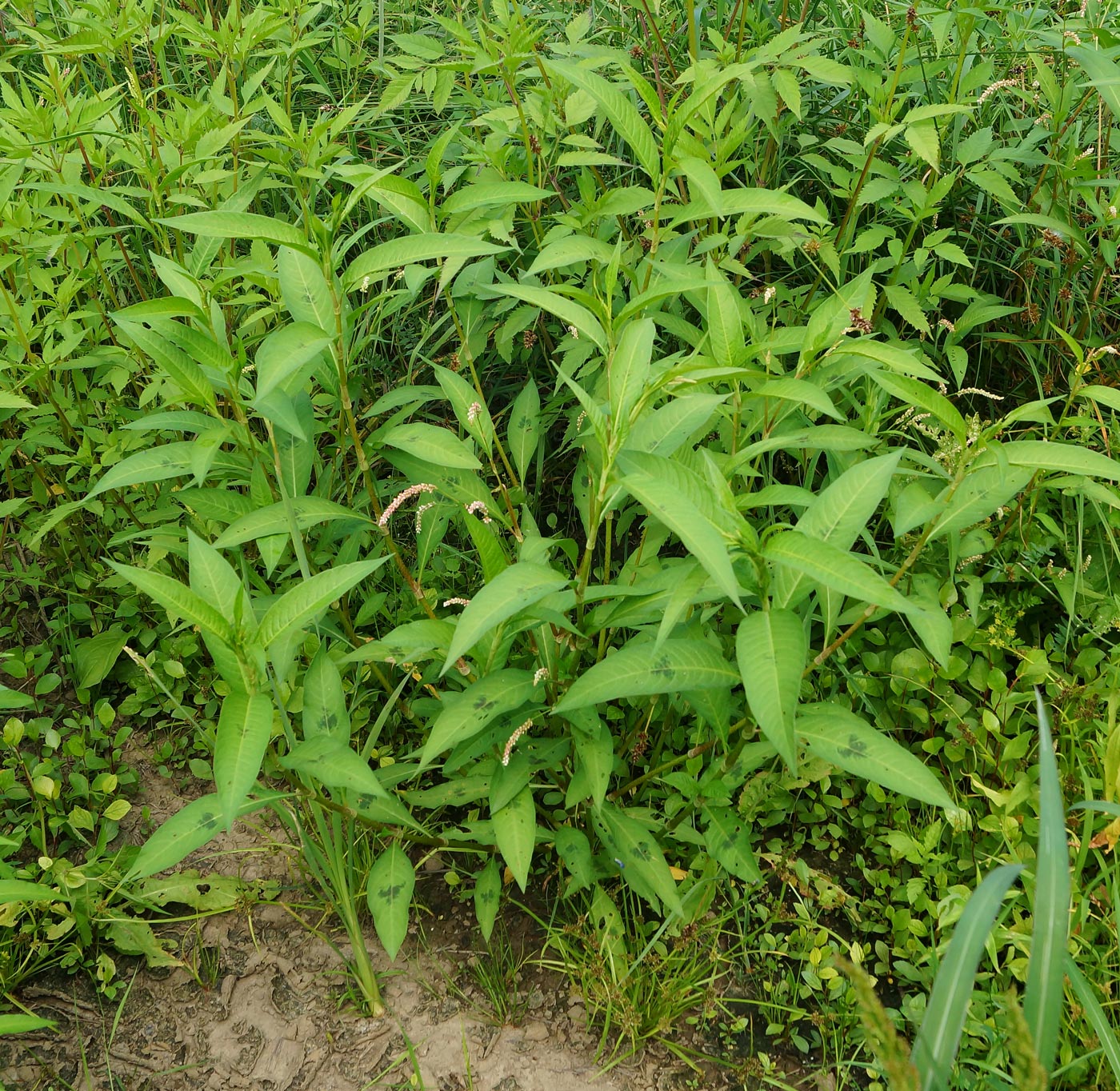 Image of Persicaria lapathifolia specimen.