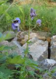 Aconitum nasutum. Верхушка цветущего растения. Кабардино-Балкария, Эльбрусский р-н, окр. пос. Эльбрус, ок. 1900 м н.у.м., каменистое место. 27.07.2017.