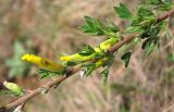 Chamaecytisus ruthenicus