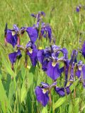 Iris setosa