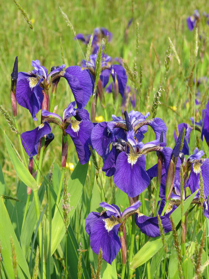 Image of Iris setosa specimen.