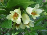 Weigela middendorffiana. Соцветие. Сахалинская обл., о. Итуруп, окр. с. Горное, долинный ивово-ольховый лес с высокотравьем. 13.07.2017.