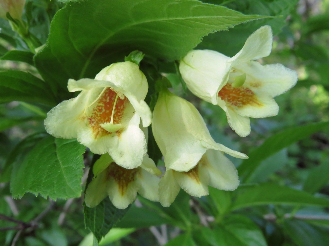 Image of Weigela middendorffiana specimen.