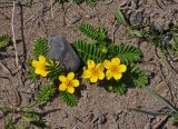 Potentilla anserina