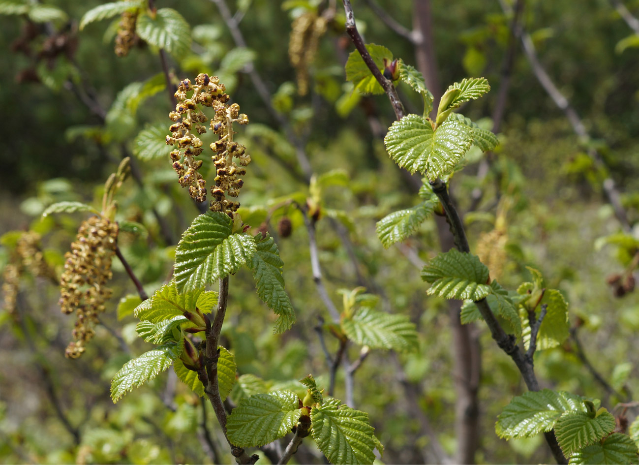 Изображение особи Duschekia fruticosa.